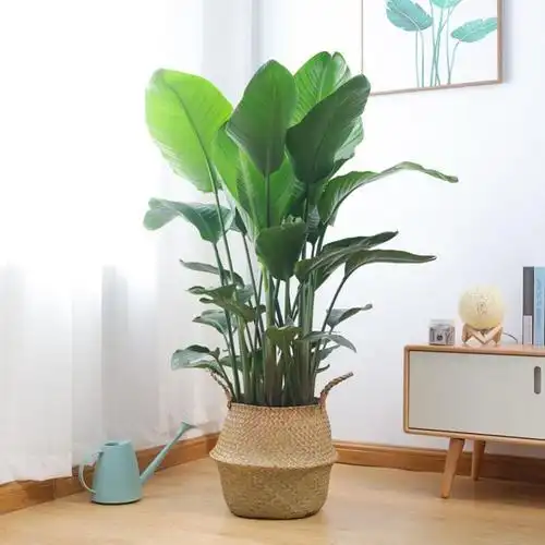 电视柜两边摆花盆栽植物室内植物办公室绿植鹤望兰吸甲醛净化空气