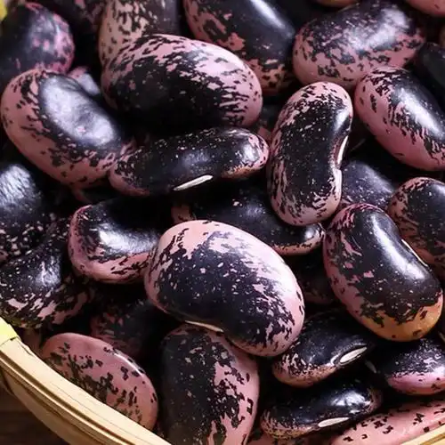 云南大黑花芸豆特大号肾豆花芸豆农家豆五谷杂粮牛眼豆 黑芸豆1斤