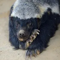 平头哥蜜獾图片头像_微信头像图片大全