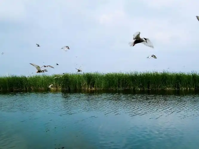 大庆龙凤湿地公园(一)
