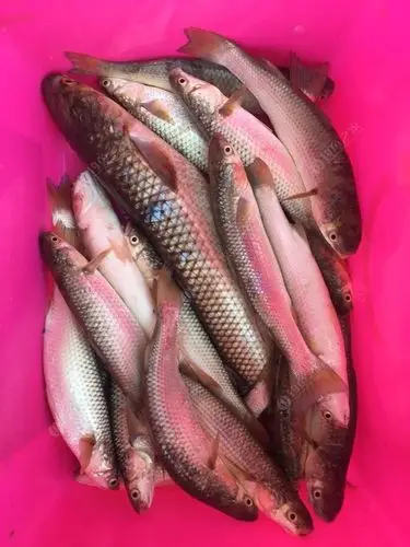 在洋口钓子鱼野河里钓