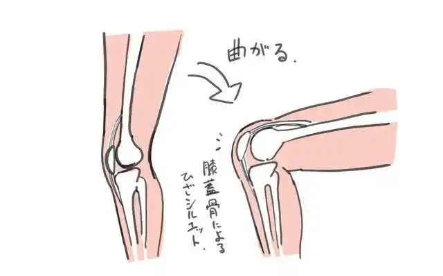 了解腿弯曲时膝盖的结构