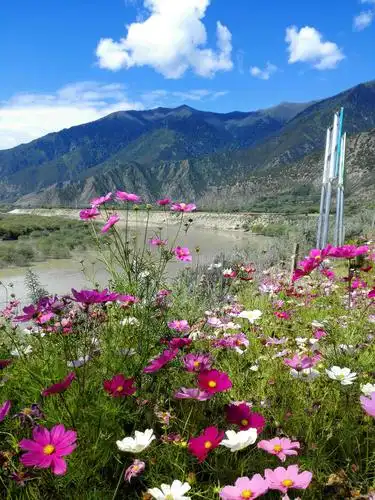 尼洋河畔的格桑花