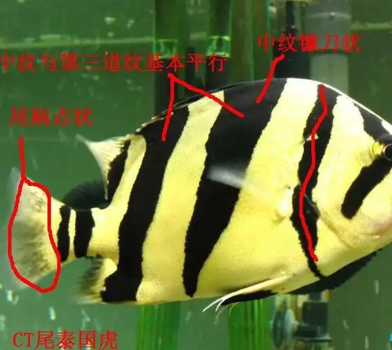 好久没有发帖了,今天闲来无事,抽根烟,喝着咖啡,坐在鱼缸前打开电脑