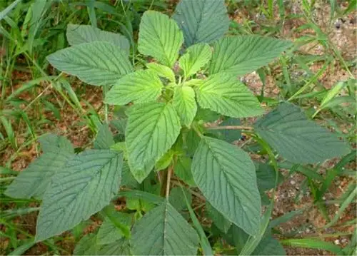 (手机厨师)野菜之一苋菜(疯狂吃货系列)