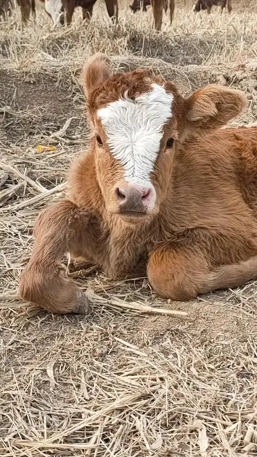活动作品小牛牛累了趴着歇会