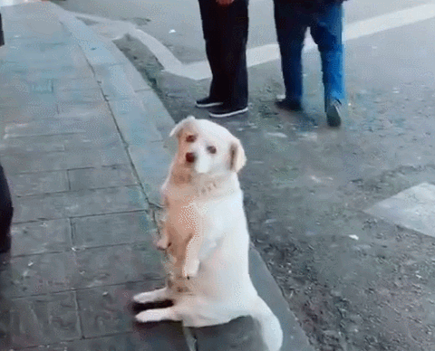 美食当前,狗狗为了能混上一口吃的,小家伙就是绞尽脑汁,撒泼耍赖,不把