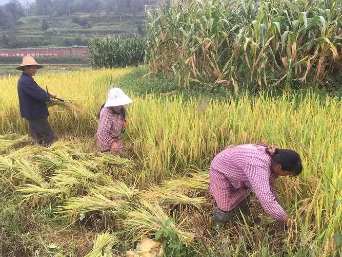 金秋稻飘香农民收割忙 近期,新平县迎来了今年的水稻收割季节,金黄的
