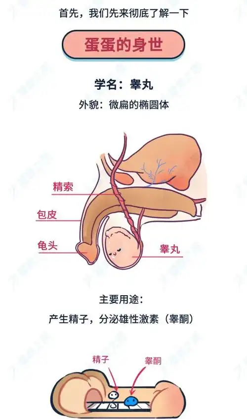 18禁丨男人蛋蛋越大性能力越强那多大算大多小算小