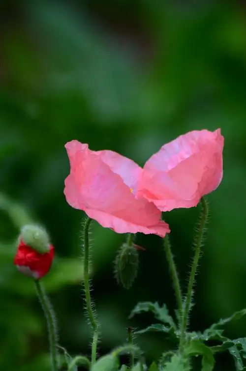 虞美人花语:1,忠诚守候,2,生离死别,3,热情洋溢,4,妖娆美丽