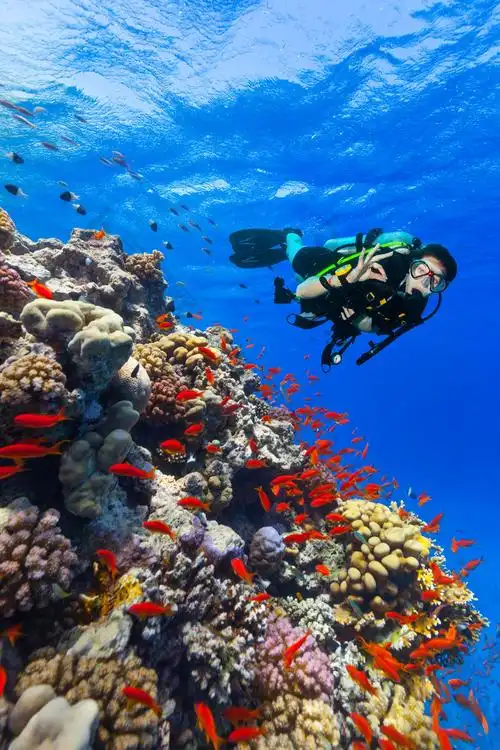 水肺潜水员探索珊瑚礁显示的手势高清图片下载-包图网