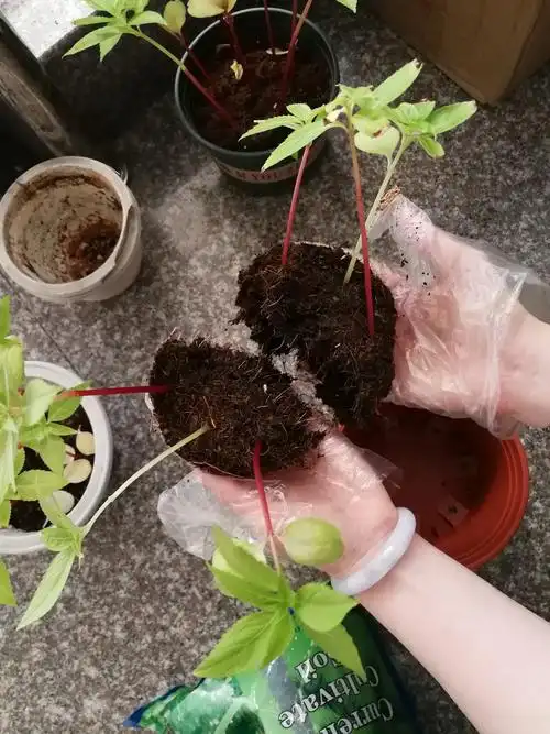 凤仙花种植记6——16级4班朱珞菲