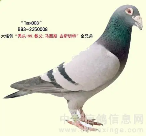 戈马力"秃头199"系列鸽图片鉴赏 (1)199的父亲: 2)秃头