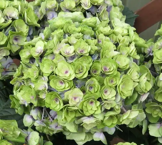 铃兰家 | 妖精之吻 新品绣球花苗 盆栽阳台花卉大花球 超美包对版