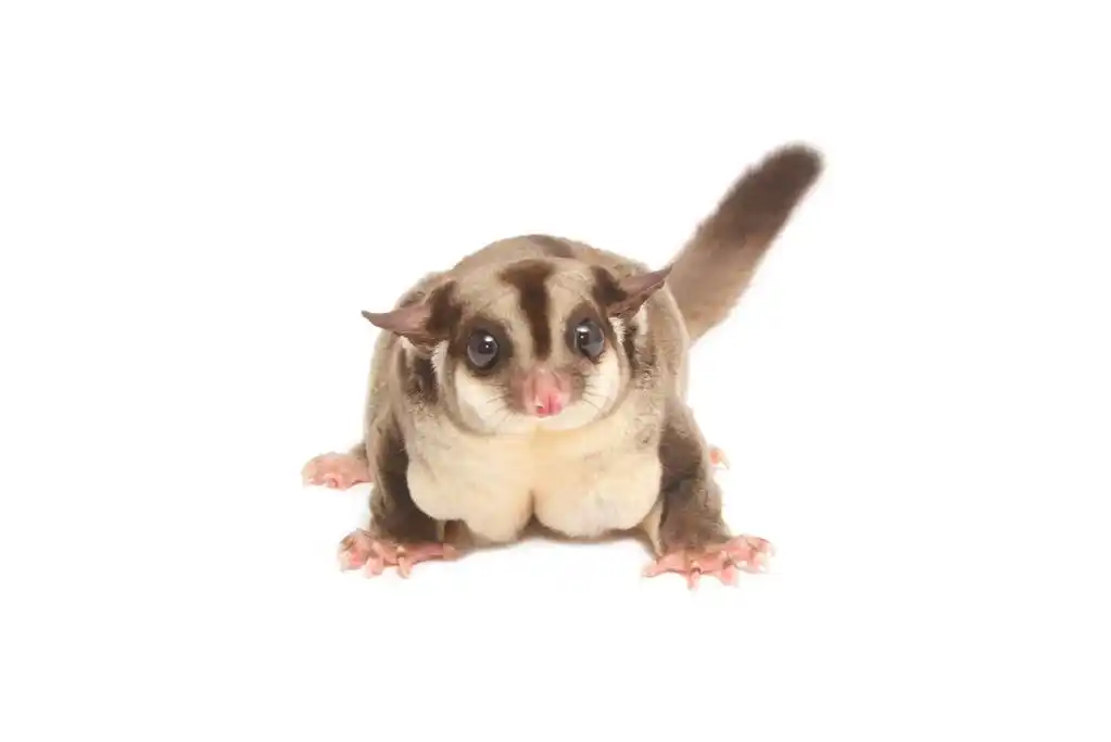女性 sugarglider