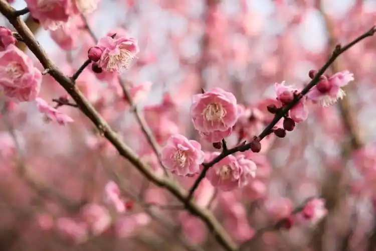 粉色的天气橘子洲梅花