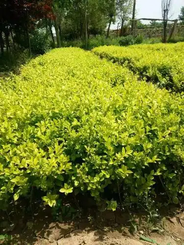 生产批发绿篱营养钵碗碗金叶女贞