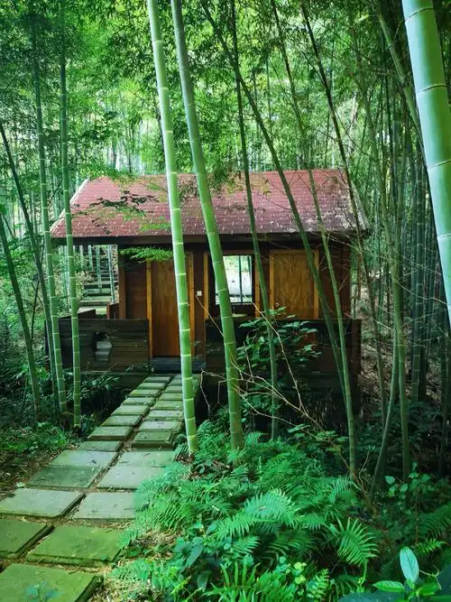 竹林中的小屋.