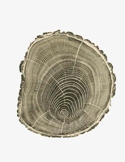 树轮素材免费下载_觅元素