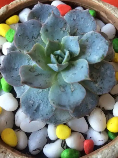 多肉植物有斑是怎么回事