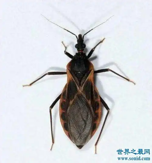 世界十大毒虫排行榜,小小虫子每年让百万人染病!