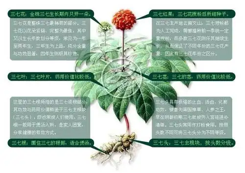 中药材三七是以其根部作为药用部分,具有,之功效.