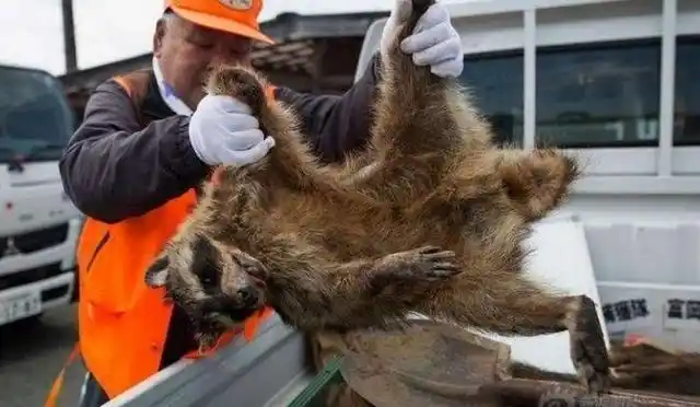 日本核辐射下的奇异物种没有脑袋却有牙齿攻击力十分强悍