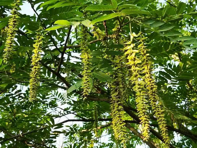 鬼柳树图片(不枫不杨的枫杨树花) - 赤虎壹号