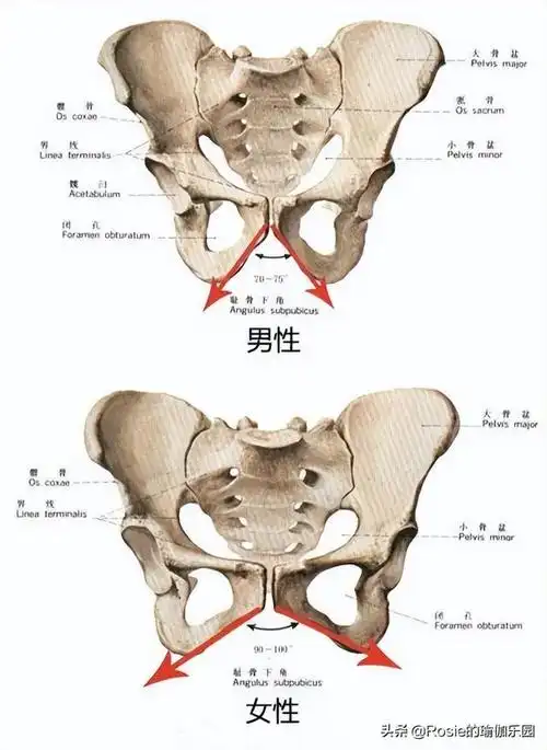 因为男性骨盆天生更窄,耻骨分开角度更小,而女性因为承载着生育,分娩
