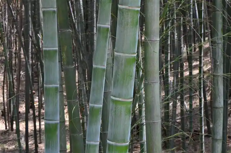 我见到的山东本土植物和园林栽培植物(192) 毛竹