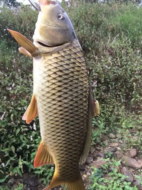 路亚放生3条军鱼后,亮片中获大鲤鱼 拟饵钓鲤鱼