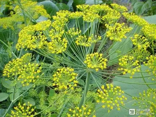 野茴香,水茴香一道,在这个年节时分,嗅闻着年味,说各自的健康功效