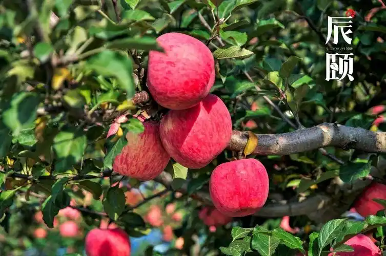辰颐物语瀚华优选洛川苹果5斤陕西沙地红富士苹果