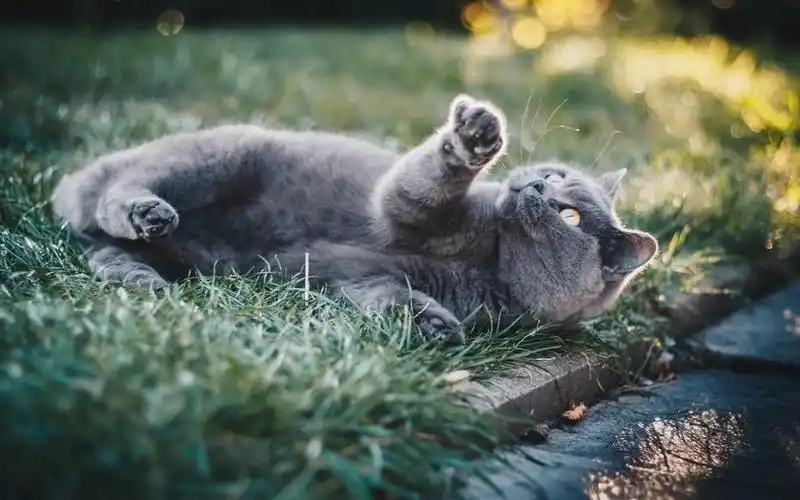 高清萌宠小猫咪图片壁纸3