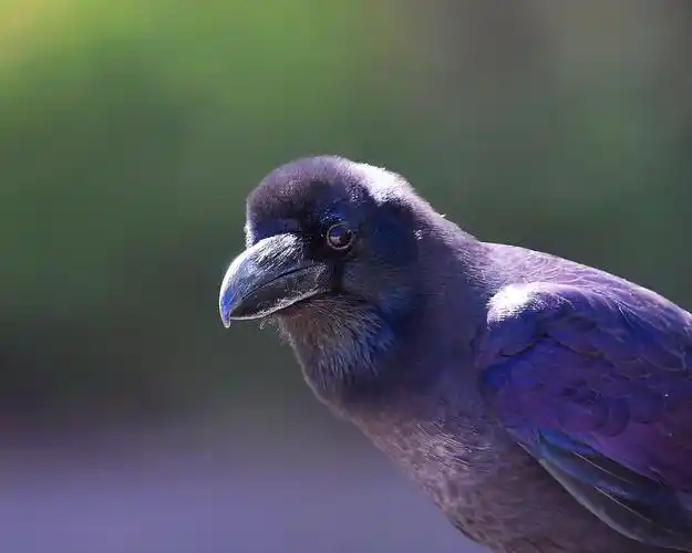 首发〕大嘴乌鸦