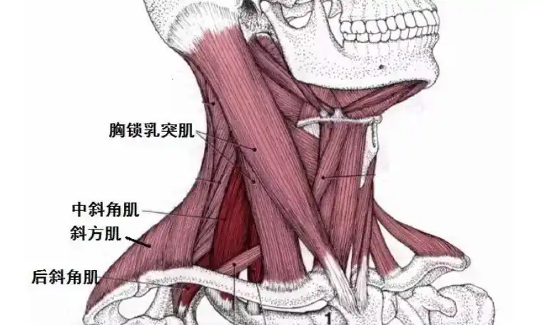宝宝脖子出现这种情况时家长越早干预越好