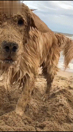 金毛第一次去玩沙子,开心的像个傻子,金毛:走的时候不用叫我了