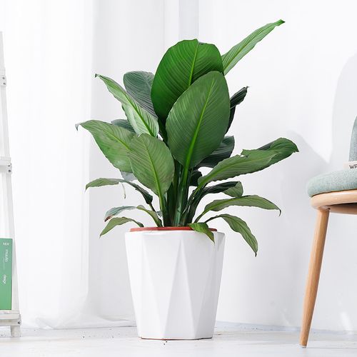 绿巨人盆栽室内吸甲醛大叶植物客厅阳台办公室净空气好养易活绿植