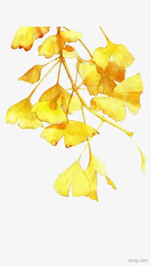 金色银杏叶手绘画