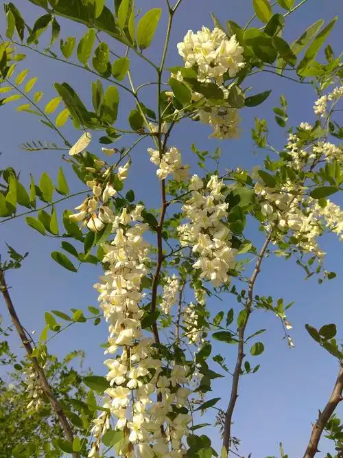 福山槐花吐芬芳