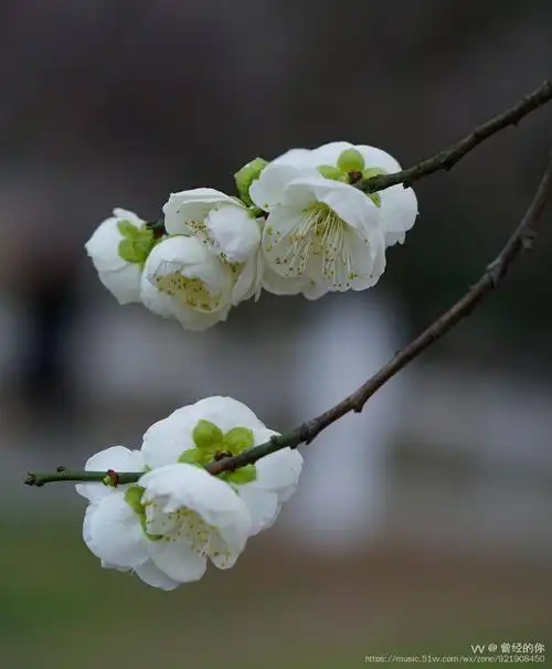 花城广州绿萼梅
