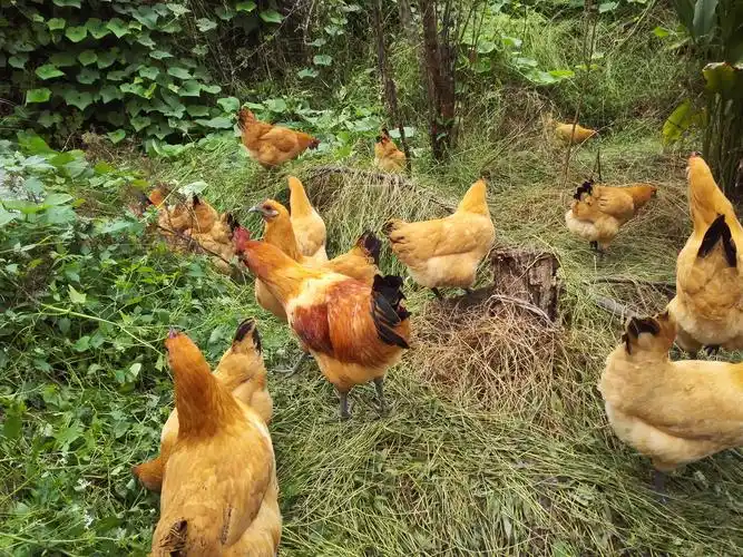 重庆市永川区凤梧家禽养殖场,正宗土鸡土鸡蛋养殖销售,量大优先
