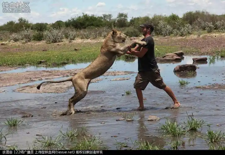 狮子真怒了!当场发威咬死东北虎