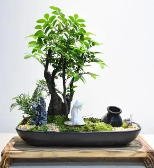 小叶紫檀盆景,不怕干不怕冻,非常好养活,寓意美好,散发檀香味