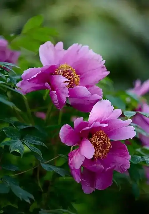 洛阳牡丹花儿开了,精选最美25幅「牡丹花儿」五颜六色的太美了