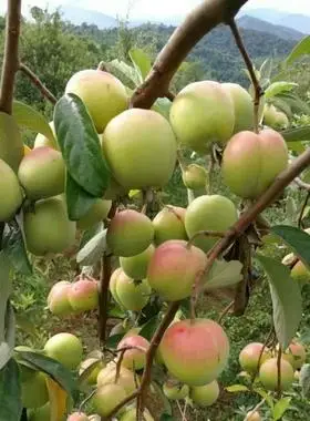 云南普洱特产天然野生多依果新鲜水果酸多衣涩侈依澜沧酸果1500克