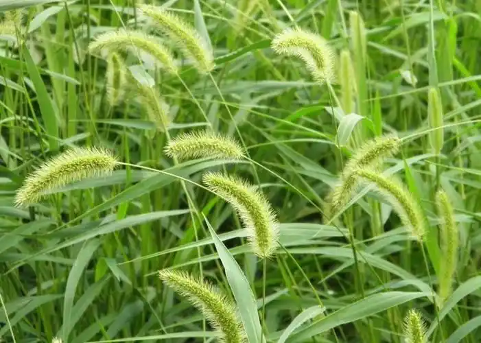 农村遍地都是的5种野草最后一种叶子可以直接吃