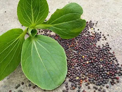 蔬菜种子图片_蔬菜种子图片大全_蔬菜种子背景图片