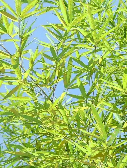 p>龙头竹(学名: i>bambusa vulgaris /i> schrader ex wendland)是