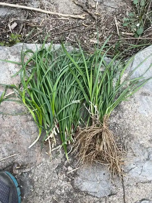 挖野菜 #野韭菜  求问各位这是不是韭菜,谢谢